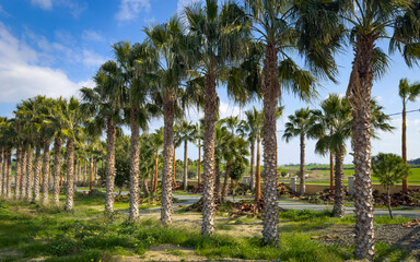 Fototapeta premium wonderful palms allee at the way to the airport Larnaca on Cyprus