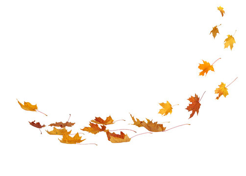Swirling autumn leaves &ndash; Isolated on transparent Background