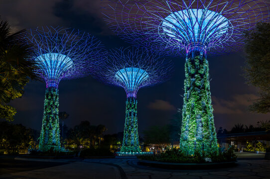 Supertree Grove Illuminated at Night, Gardens by the Bay, Singapore
