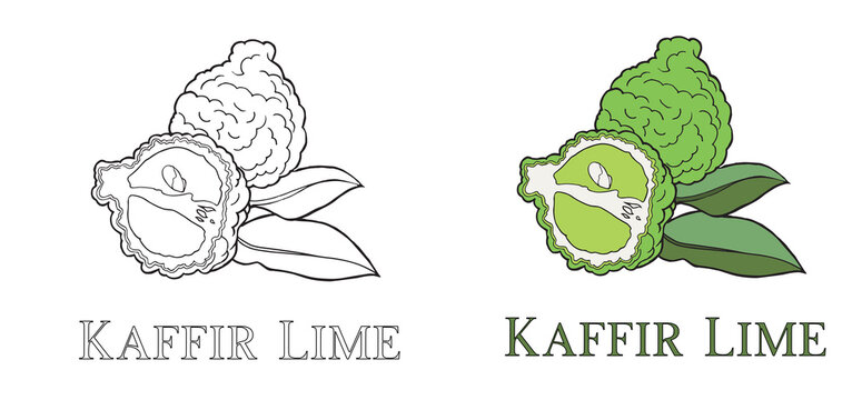 KAFFIR LIME ELEMENT