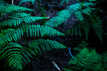 Deep green fern fronds fan across a dark forest floor, their lacy leaves illuminated by cool moody light above layers of pine needles and twigs, creating a quiet, lush understory  © simona