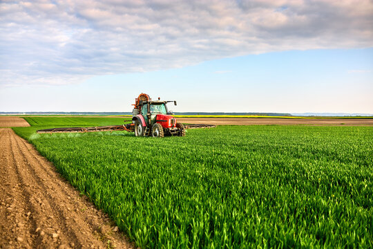 Tractor spraying green wheat field, applying pesticide for agricultural growth