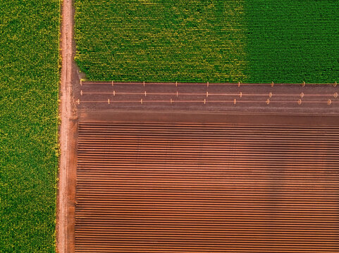 Aerial view showing different agricultural fields, green crops growing alongside tilled brown earth rows, reflecting farming patterns