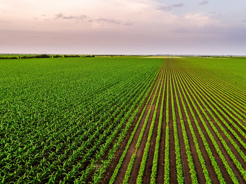 Green agricultural field with growing corn and soybean crops