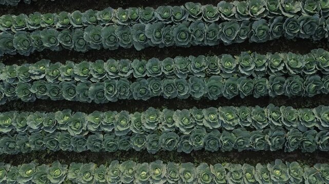 4K aerial top down view of fresh green cabbage rows forming natural pattern in Tumpang Malang