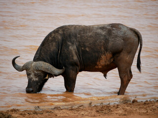 Wounded African Buffalo Drinking at a Waterhole in Tsavo East, Kenya © Mariusz