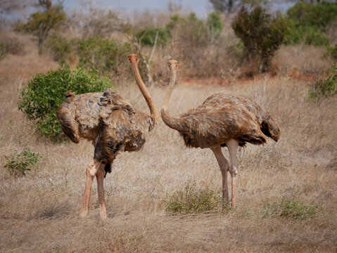 Two Female Somali Ostriches Standing in Opposite Directions in Tsavo East, Kenya