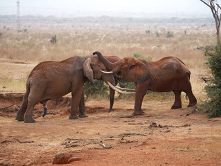 Two Male African Elephants Fighting at Tsavo East National Park, Kenya © Mariusz