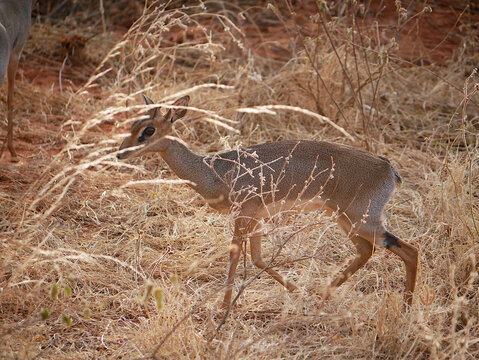 Kenyan Dik-Dik Hidden Behind Grass on the Savanna in Tsavo East, Kenya