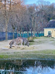 Naklejka premium Zebras at Schönbrunn Zoo in Vienna, Austria, grazing beside a pond in a spacious outdoor enclosure surrounded by leafless trees