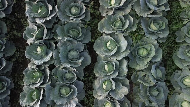 4K aerial top down view of fresh green cabbage rows forming natural pattern in Tumpang Malang