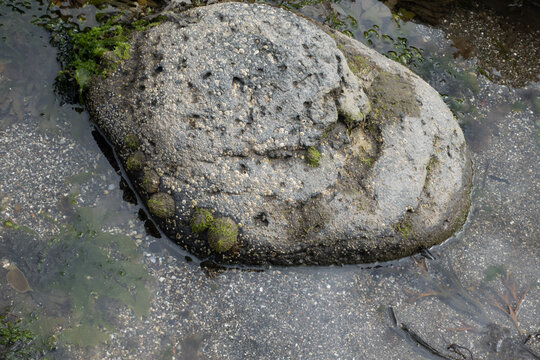 Barnacles, limpets and green seaweed growing on a rock in a shallow tide pool