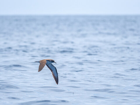 La Restinga, El Hierro, Spain - September 2, 2022: A Cory's shearwater gliding low over the calm waters of the Atlantic Ocean near the coast