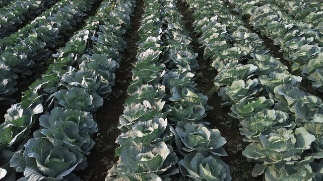 4K aerial top down view of fresh green cabbage rows forming natural pattern in Tumpang Malang