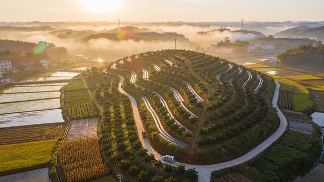 Driving white van along terraced orchard road as sunrise reveals mist for work, passing tractor