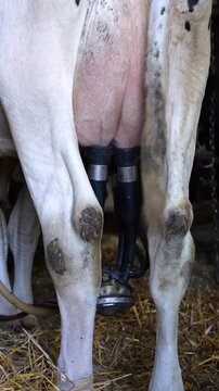 Dairy cow udder being milked with milking machine in a barn, automated milking process
