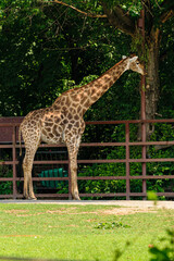 giraffe in the zoo © Oleg