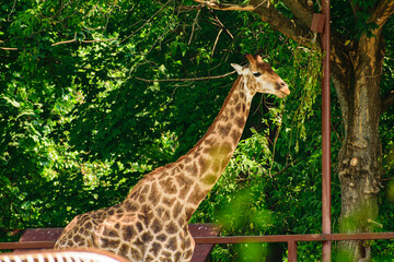 giraffe in the zoo © Oleg
