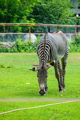 zebra eating grass © Oleg