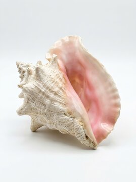 Large Queen Conch Shell with Vibrant Pink Interior Isolated on White Background for Marine Decor