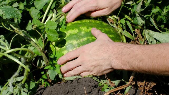 Close up farmer hands inspecting, checking ripe watermelon for maturity touching on green striped rind to test readiness for harvesting in sunlit agricultural field. Farmer checking ripe watermelon