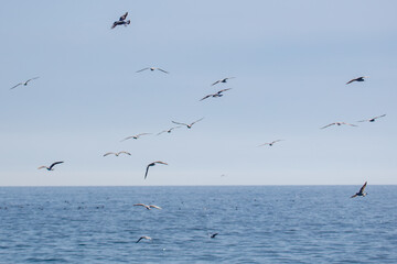 Naklejka premium Seagulls soar above calm ocean waters