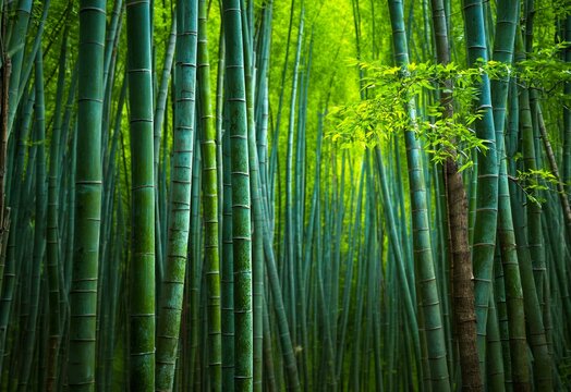 Green bamboo forest background