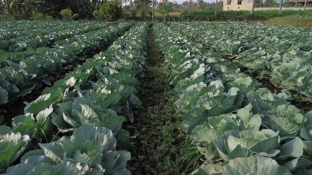 4K aerial top down view of fresh green cabbage rows forming natural pattern in Tumpang Malang