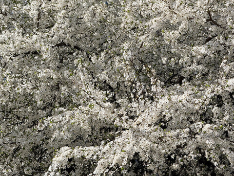 Spring white blossom Prunus cerasifera tree