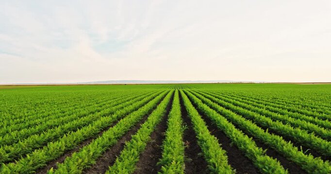 Vast agricultural field with orderly rows of green carrots stretching to the horizon. Cultivated farmland displaying organic vegetable farming