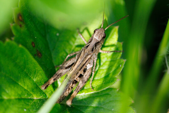 Brown grasshopper rests on green leaf
