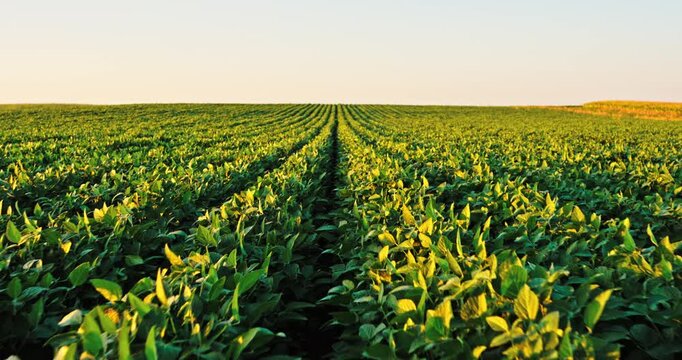 Green soybean plants cultivated in an agricultural farm field at sunset