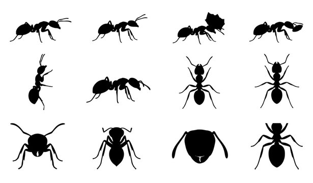 Ant Silhouette Vector Set with Walking Carrying Climbing and Insect Anatomy Poses
