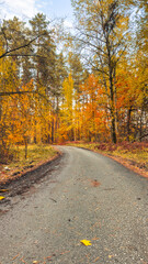 Fototapeta premium Autumn forest path winds through golden trees