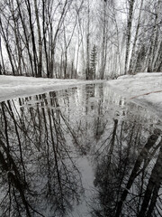 Fototapeta premium Winter forest path reflects bare trees in icy water