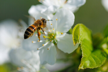 Busy bee hovers near white flower © schankz