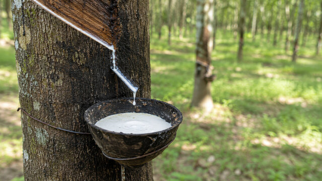 Natural latex harvesting from a rubber tree on a plantation. Fresh rubber sap flows into a collection cup. Concept of natural rubber production, agriculture and sustainable raw materials.