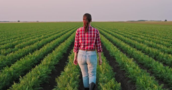 Back view of a young woman farmer in a plaid shirt and rubber boots walking through a large carrot field, inspecting the growing crops