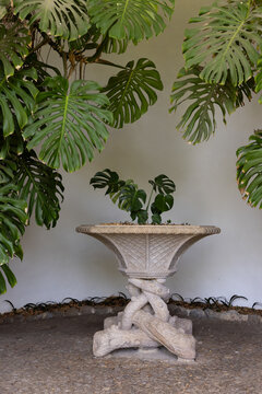 historic fountain structure surrounded by trees and leaves, vignette, Sintra, portugal