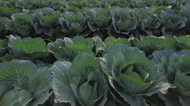 4K aerial top down view of fresh green cabbage rows forming natural pattern in Tumpang Malang