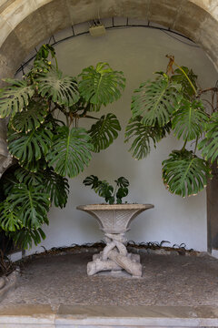 historic fountain structure surrounded by trees and leaves, vignette, Sintra, portugal