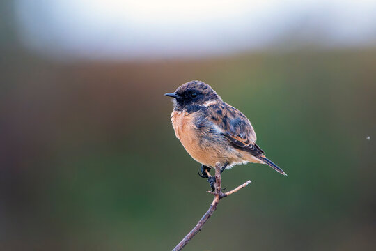 Male European Stonechat perched on a branch.