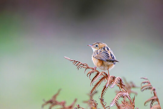 Zitting Cisticola perched on a bush on the Cantabrian coast in Asturias.