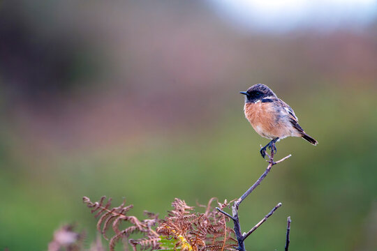 Male European Stonechat perched on a branch.