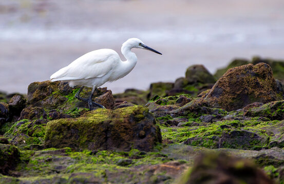 Little egret  in the water.