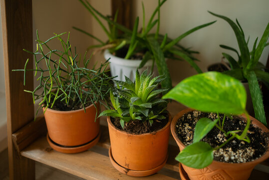Diverse houseplants, including a succulent, aloe vera, and pothos, arranged in terracotta pots on a wooden shelf, illustrating successful indoor gardening and natural home decoration
