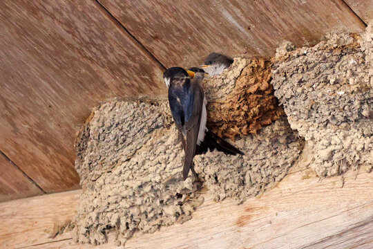 Hirondelle au nid et ses oisillons