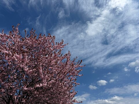 Spring sakura cherry blossoms against sky