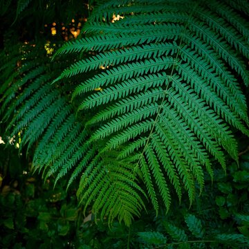 green fern leaves