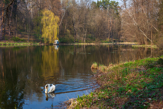 Beautiful white swan swimming in a forest lake at sunset